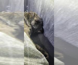 Shih Tzu-Unknown Mix Dogs for adoption in San Antonio, TX, USA