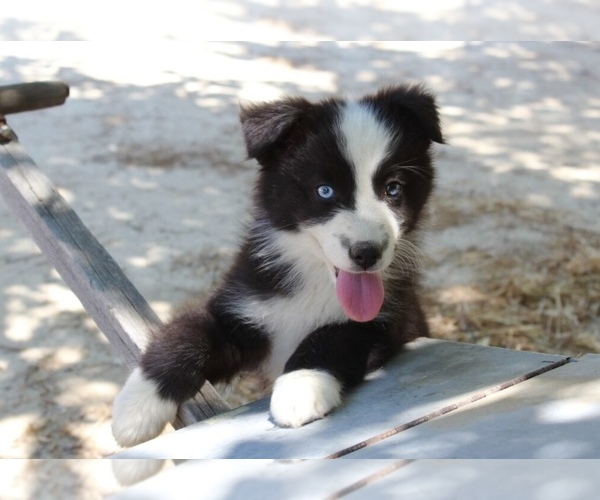 Medium Photo #26 Australian Shepherd Puppy For Sale in ACTON, CA, USA