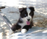 Small #2 Australian Shepherd