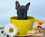 Puppy Anxiety French Bulldog