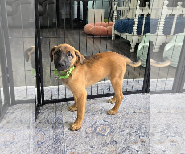 Medium Photo #1 German Shepherd Dog-Unknown Mix Puppy For Sale in New London, WI, USA