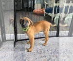 Small German Shepherd Dog Mix