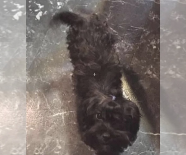 Medium Photo #1 Yorkshire Terrier Puppy For Sale in MOUNT CARMEL, PA, USA