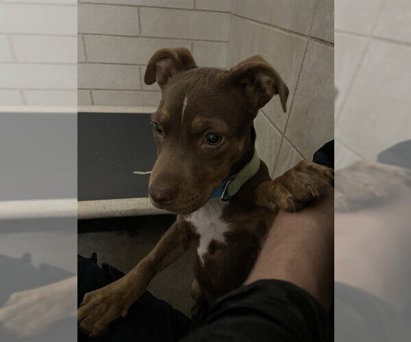 Medium Photo #1 Mutt Puppy For Sale in Stockton, CA, USA