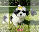Small #1 Shih Tzu
