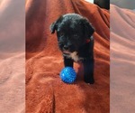 Small Photo #10 Yorkshire Terrier Puppy For Sale in AKRON, OH, USA