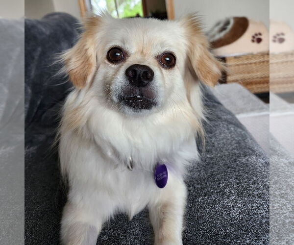 Medium Photo #9 Pekingese-Unknown Mix Puppy For Sale in Fargo, ND, USA