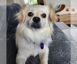 Small #8 Pekingese Mix