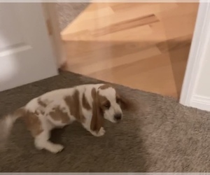 Basset Hound Puppy for sale in FRAZIER PARK, CA, USA