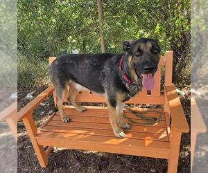 German Shepherd Dog Dogs for adoption in Denver, CO, USA