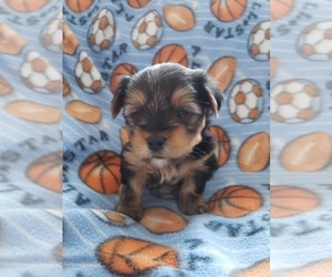 Yorkshire Terrier Puppy for Sale in MINNEAPOLIS, Minnesota USA