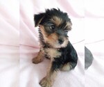 Small Photo #2 Yorkshire Terrier Puppy For Sale in LAUREL, MS, USA