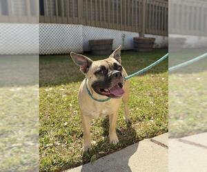 French Bulldog Dogs for adoption in Sugar Land, TX, USA