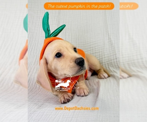 Medium Photo #3 Dachshund Puppy For Sale in SOUTH EASTON, MA, USA