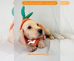 AKC Charlie - Male Dachshund Puppy for Sale - Photo #3