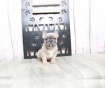 Small Photo #5 French Bulldog Puppy For Sale in MARIETTA, GA, USA