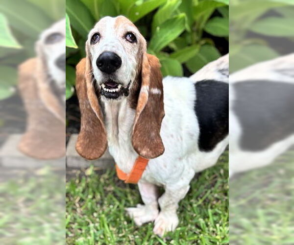 Medium Photo #2 Basset Hound Puppy For Sale in Deepwater, NJ, USA