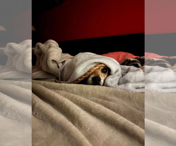 Medium Photo #2 Mutt Puppy For Sale in Thomasville, NC, USA