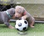 Puppy Puppy 10 Pink American Bully