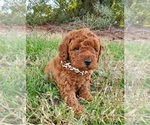 Small Photo #3 Poodle (Miniature) Puppy For Sale in CHANDLER, AZ, USA