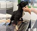 Small #2 Boston Terrier Mix