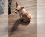 Small #1 Cairn Terrier Mix