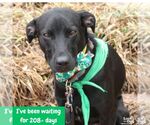 Small #11 Labrador Retriever-Retriever  Mix