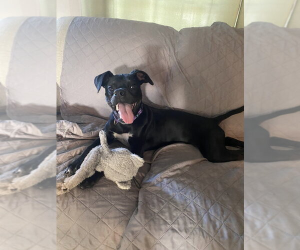 Medium Photo #4 Dalmatian-Unknown Mix Puppy For Sale in Evansville, IN, USA
