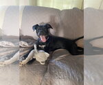 Small #3 Dalmatian Mix