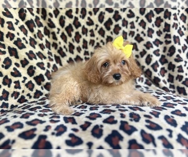 Medium Photo #9 Cavapoo Puppy For Sale in LAKELAND, FL, USA