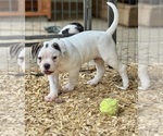 Puppy Male 3 American Bulldog