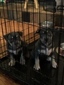 Small Photo #8 American Bully Puppy For Sale in JOLIET, IL, USA