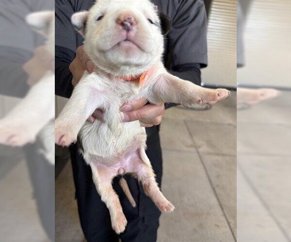 Medium Photo #1 Mutt Puppy For Sale in Houston, TX, USA