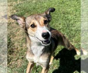 Mutt Dogs for adoption in Minneapolis, MN, USA