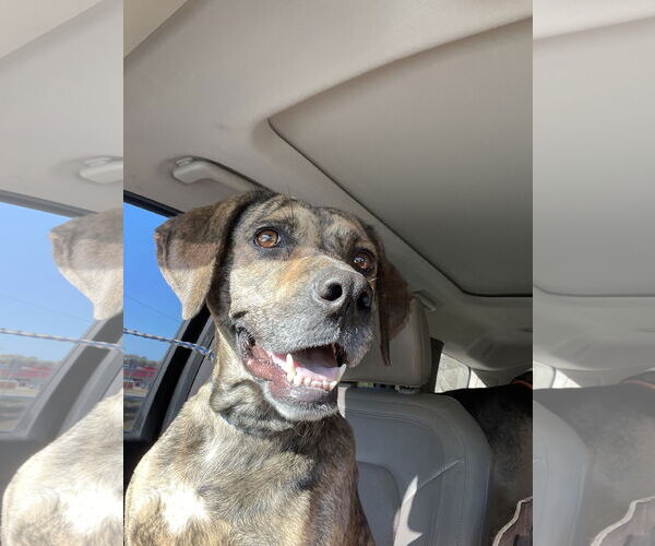 Medium Photo #6 Mountain Cur-Unknown Mix Puppy For Sale in Rockaway, NJ, USA