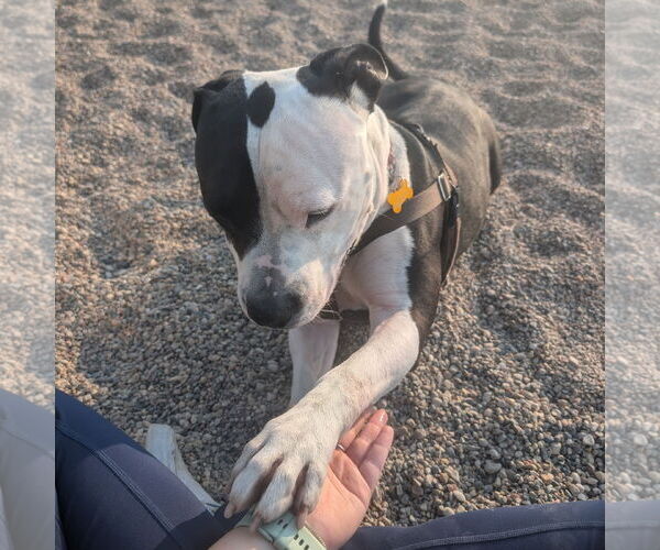 Medium Photo #11 American Pit Bull Terrier-Unknown Mix Puppy For Sale in Fargo, ND, USA