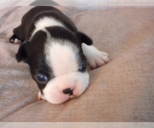Boston Terrier Puppy for sale in HARRISBURG, PA, USA