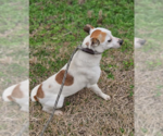 Small #1 Jack Russell Terrier Mix
