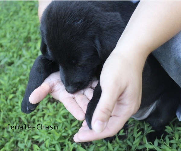 Medium Photo #7 Bernese Mountain Dog-Labrador Retriever Mix Puppy For Sale in BENNETT, NC, USA