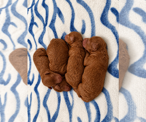 Poodle (Toy) Puppy for Sale in RANCHO CUCAMONGA, California USA