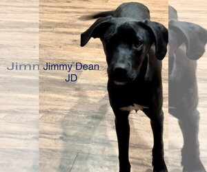 Labrador Retriever-Unknown Mix Dogs for adoption in Wakefield, RI, USA