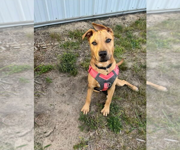 Medium Photo #4 German Shepherd Dog-Unknown Mix Puppy For Sale in Muskegon, MI, USA