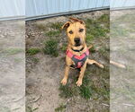 Small #3 German Shepherd Dog Mix