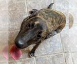 Small Dutch Shepherd Mix