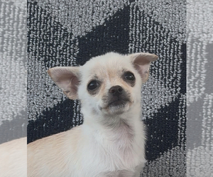 Chihuahua Puppy for sale in EAU CLAIRE, WI, USA