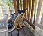 Small #1 Mutt