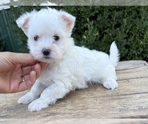 Maltese Puppy for sale in MIDDLEBURY, IN, USA