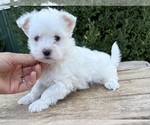 Small Maltese