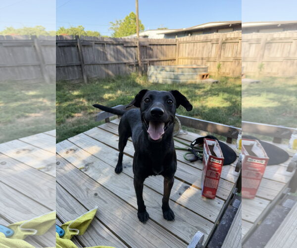 Medium Photo #1 Dachshund-Unknown Mix Puppy For Sale in Jackson, MS, USA