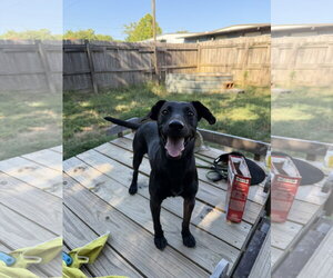 Dachshund-Unknown Mix Dogs for adoption in Jackson, MS, USA